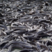 Making Fortune From Catfish Farming 5 Catfish Farming