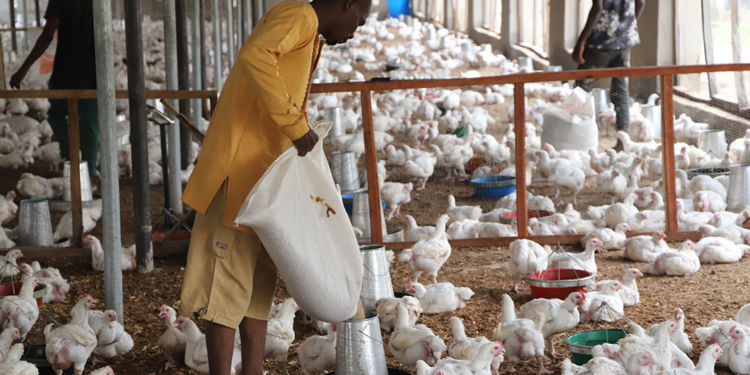 poultry