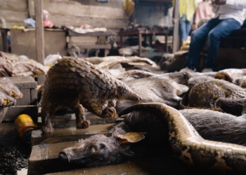 Ending Wildlife Poaching, Smuggling In Nigeria