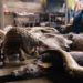 Ending Wildlife Poaching, Smuggling In Nigeria
