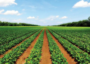 Making The Agric Sector Vibrant