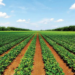 Making The Agric Sector Vibrant