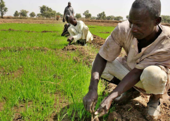 APPEALS Donates Rice Input To 500 Kogi Farmers
