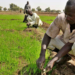 APPEALS Donates Rice Input To 500 Kogi Farmers