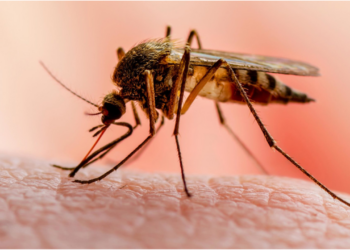 Environmental Sanitation Panacea For Malaria Control