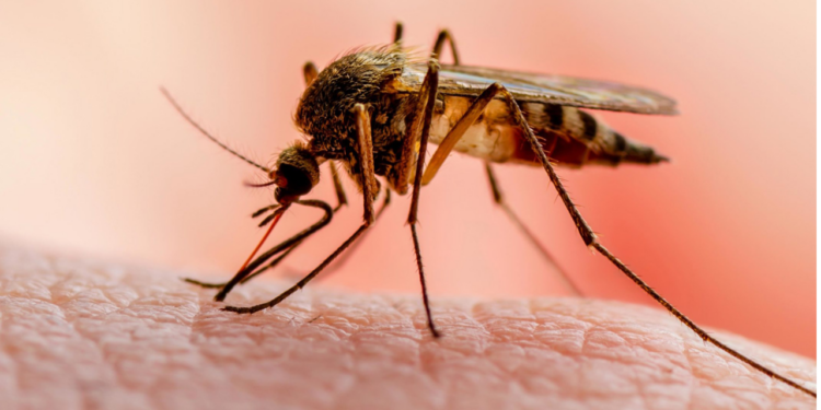 Malaria