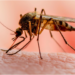 Environmental Sanitation Panacea For Malaria Control