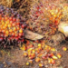 Nigeria’s Palm Oil Imports From Malaysia Rises  By 505% In Q1
