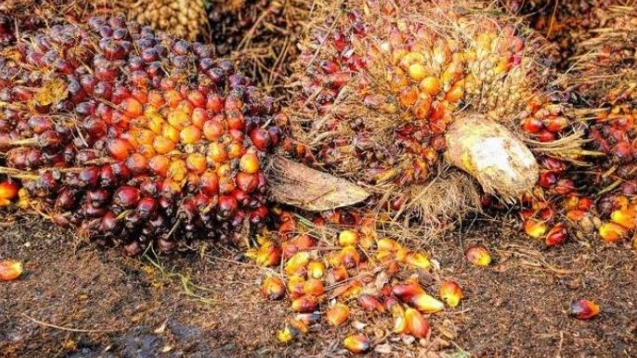 第一季度尼日利亚从马来西亚进口的棕榈油增长了 505%