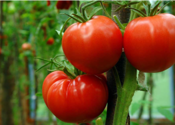 Synergy Against Pest Attacks On Tomatoes