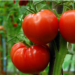 Synergy Against Pest Attacks On Tomatoes 5 Synergy Against Pest Attacks On Tomatoes