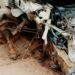 JUST-IN: 3 Crushed To Death, 2 Injured In Ondo