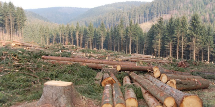 deforestation