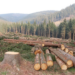 Nigeria: The Scare of Deforestation