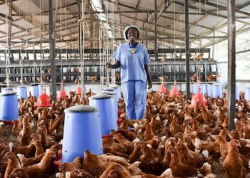 South West Poultry Farmers Seek FG’s Intervention