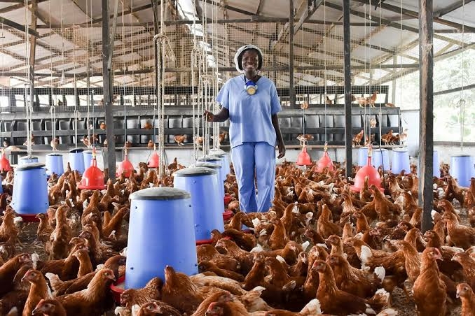 South West Poultry Farmers Seek FG’s Intervention 1 images 12 2