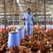 South West Poultry Farmers Seek FG’s Intervention