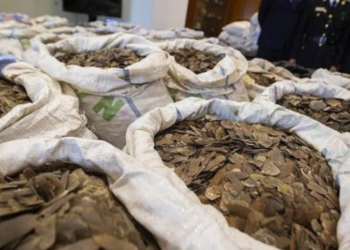 N2.75bn Pangolin Scales, Tramadol, Codeine Syrup Intercepted In Owerri