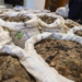 N2.75bn Pangolin Scales, Tramadol, Codeine Syrup Intercepted In Owerri