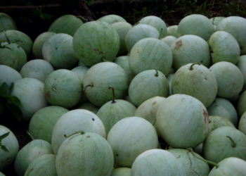 Bauchi Man Beaten To Death For Stealing Watermelon