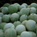 Bauchi Man Beaten To Death For Stealing Watermelon 5 Bauchi Man Beaten To Death For Stealing Watermelon