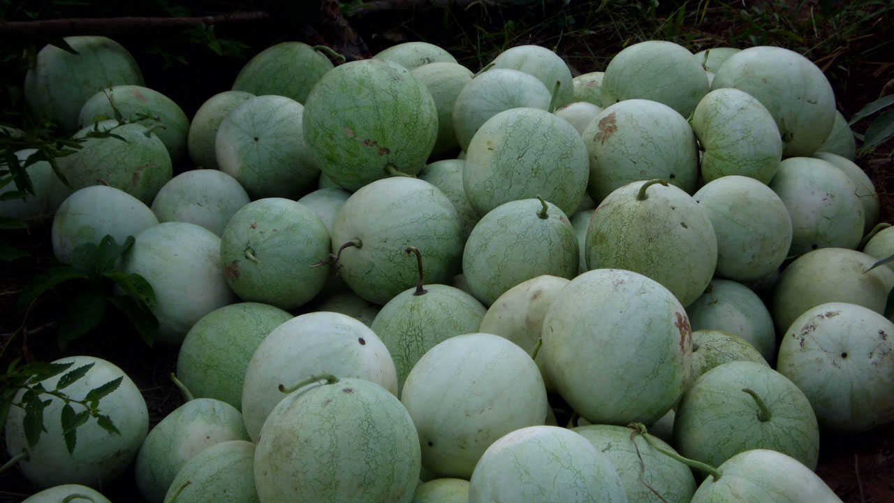 Bauchi Man Beaten To Death For Stealing Watermelon