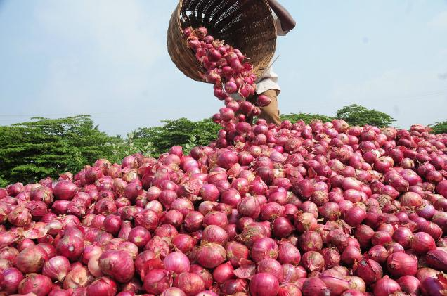 FCT Residents Decry High Cost Of Onions, Say It's Costlier Than Gold 1 Onion Farming