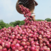 Climate Change: FG’s Intervention Revives Onion Production, Stabilises Prices 5 Investing In Onion Farming For Profit