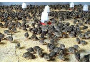 Making Extra Income From Quail Poultry Farming