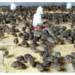 Making Extra Income From Quail Poultry Farming 5 Making Extra Income From Quail Poultry Farming