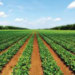 AFOS Foundation Tasks Farmers, MFBs On Best Practices, Marketing