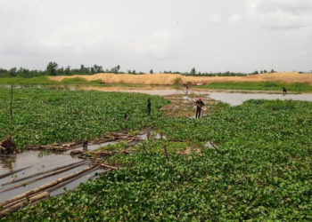 Ondo Coastal Communities Lament Ordeal By Water Hyacinth