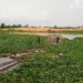 Ondo Coastal Communities Lament Ordeal By Water Hyacinth 5 Ondo Coastal Communities Lament Ordeal By Water Hyacinth