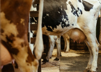 Federal Govt Approves New National Dairy Policy, Seeks Adequate Milk Supply
