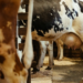 Federal Govt Approves New National Dairy Policy, Seeks Adequate Milk Supply 5 Federal Govt Approves New National Dairy Policy, Seeks Adequate Milk Supply