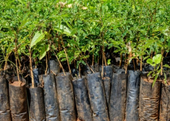 Kaduna Catholic Archdiocese To Plant 20,000 Trees