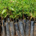 Kaduna Catholic Archdiocese To Plant 20,000 Trees