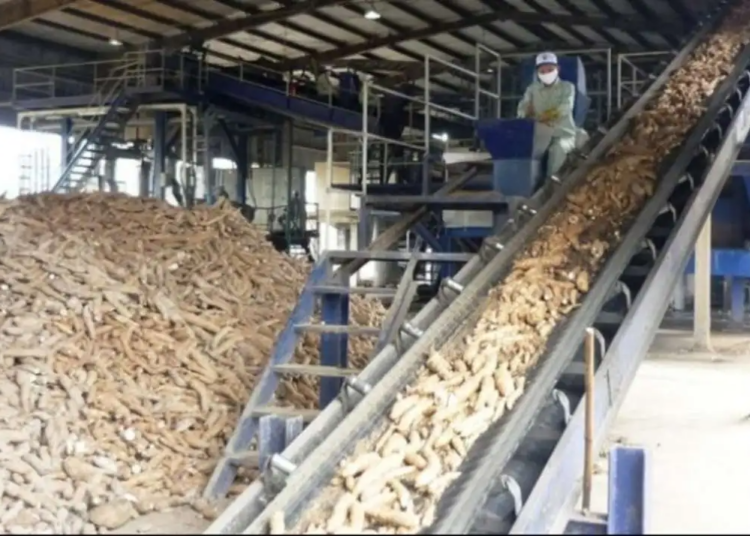 Cassava Processing