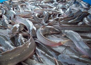 Federal Govt, FAO Launch African Catfish Value Chain Strategy