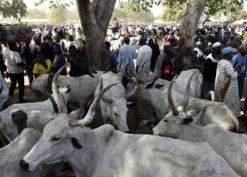 Police Recover Four Stolen Cows In Gombe