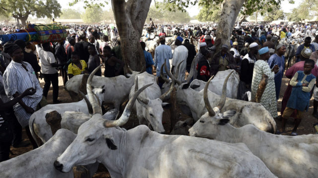 Police Recover Four Stolen Cows In Gombe 1 Cattles 640x360 1