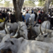 Police Recover Four Stolen Cows In Gombe 5 Police Recover Four Stolen Cows In Gombe