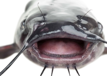 AGRICULTURE: Revolutionising Catfish Value Chain In Nigeria