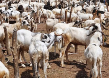 Eid-el-Kabir: The Festival Of Sharing And Giving