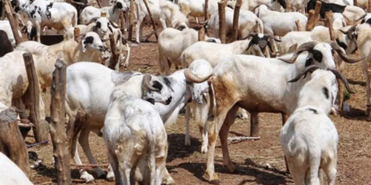 Eid-el-Kabir