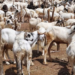 Eid-el-Kabir: The Festival Of Sharing And Giving