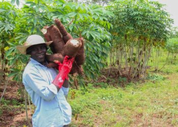 PCPL’s Impact On Nigeria’s Food Security: A Sustainable Cassava Revolution