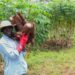 PCPL's Impact On Nigeria's Food Security: A Sustainable Cassava Revolution 5 PCPL’s Impact On Nigeria’s Food Security: A Sustainable Cassava Revolution