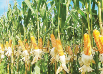 Strengthening Nigeria’s Maize Value Chain Through Stakeholders’ Engagement