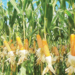 Strengthening Nigeria’s Maize Value Chain Through Stakeholders’ Engagement